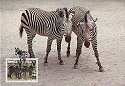 1991 Namibia Zebra FDCs Cards & Stamps WWF (12786)