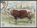 1984-03-06 SG1244 Irish moiled cow F/U (22999)
