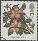1991-07-16 SG1572 Mutabilis Rose F/U (23295)