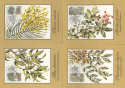 1981-01-06 Ciskei Trees Maxi Cards (30078)